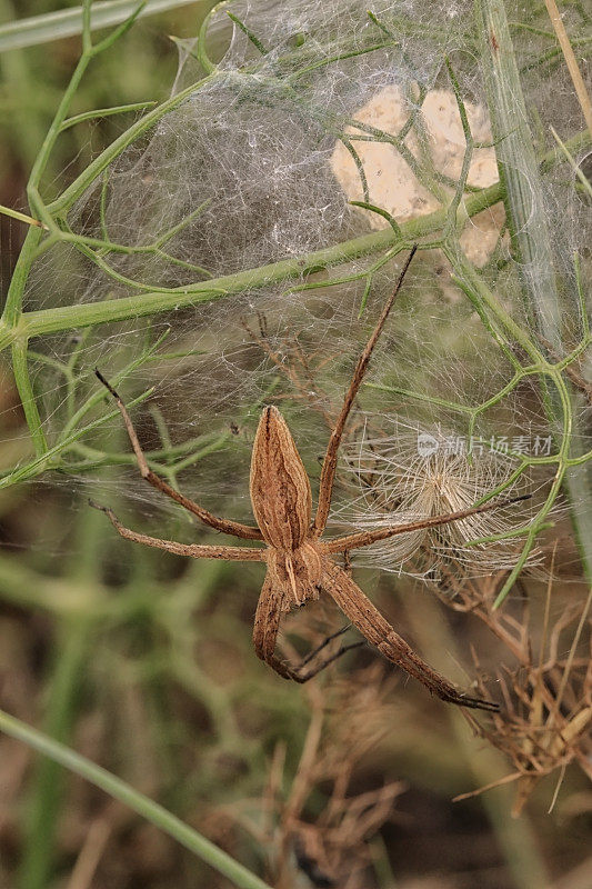 蜘蛛(Pisaura mirabilis)